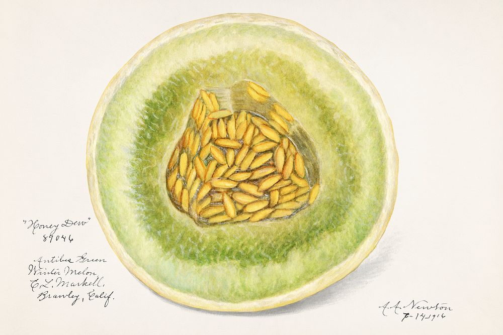 Melon (Cucumis Melo)(1916) by Amanda Almira Newton. Original from U.S. Department of Agriculture Pomological Watercolor…