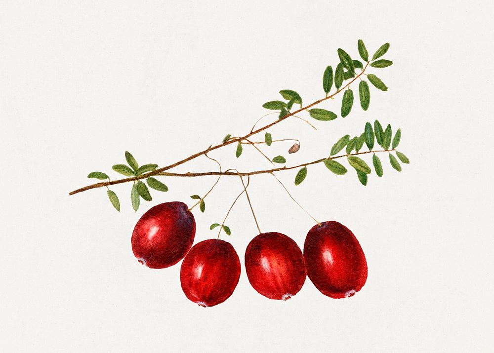 Vintage cranberries illustration mockup. Digitally enhanced illustration from U.S. Department of Agriculture Pomological…