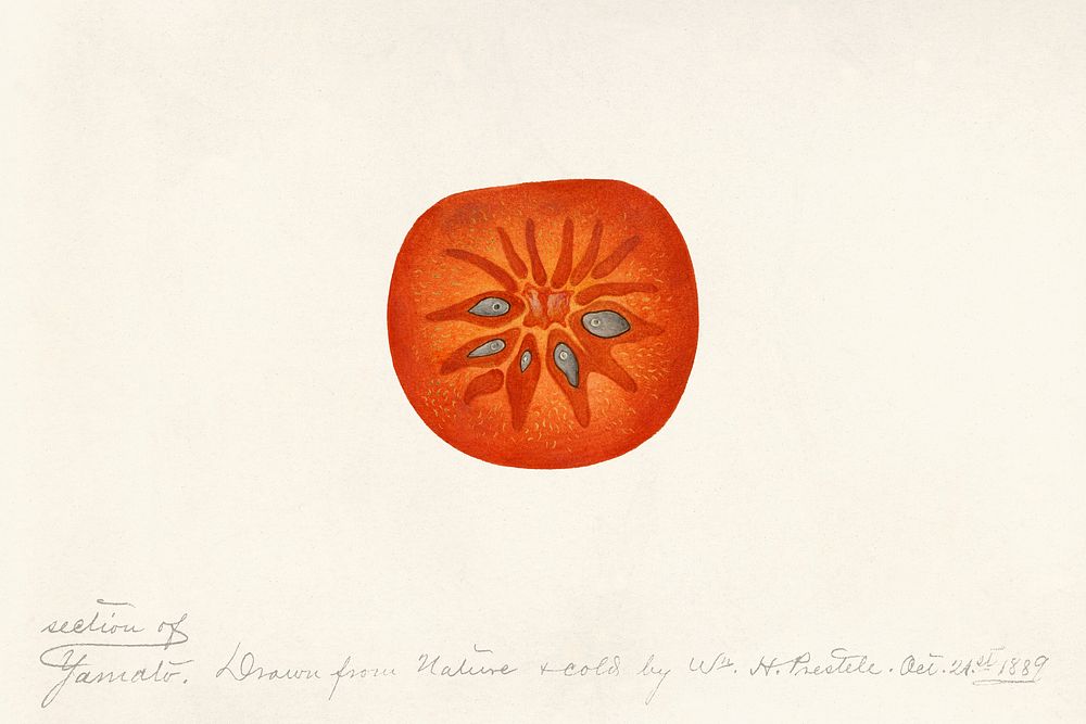 Persimmon (Diospyros) (1889) byWilliam Henry Prestele. Original from U.S. Department of Agriculture Pomological Watercolor…