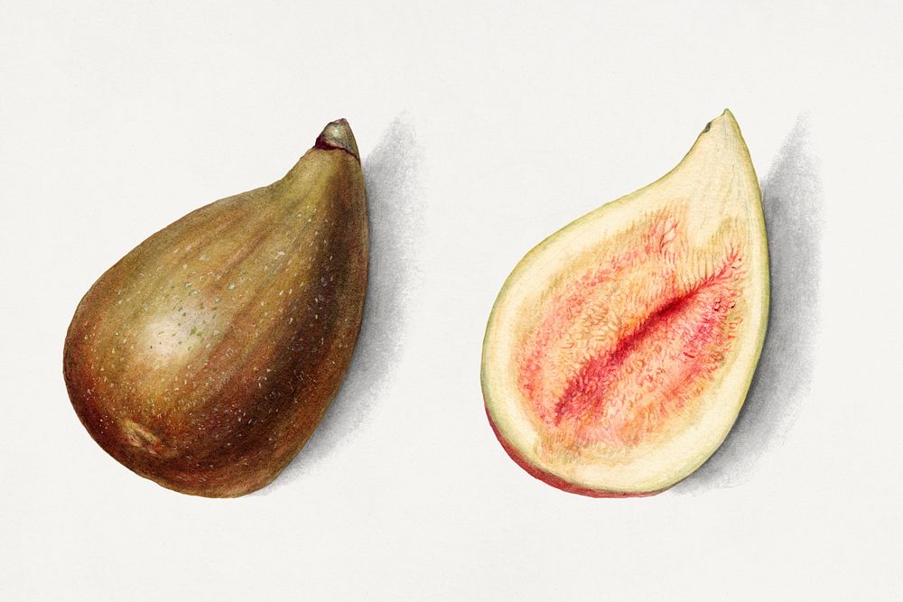Vintage figs illustration mockup. Digitally enhanced illustration from U.S. Department of Agriculture Pomological Watercolor…