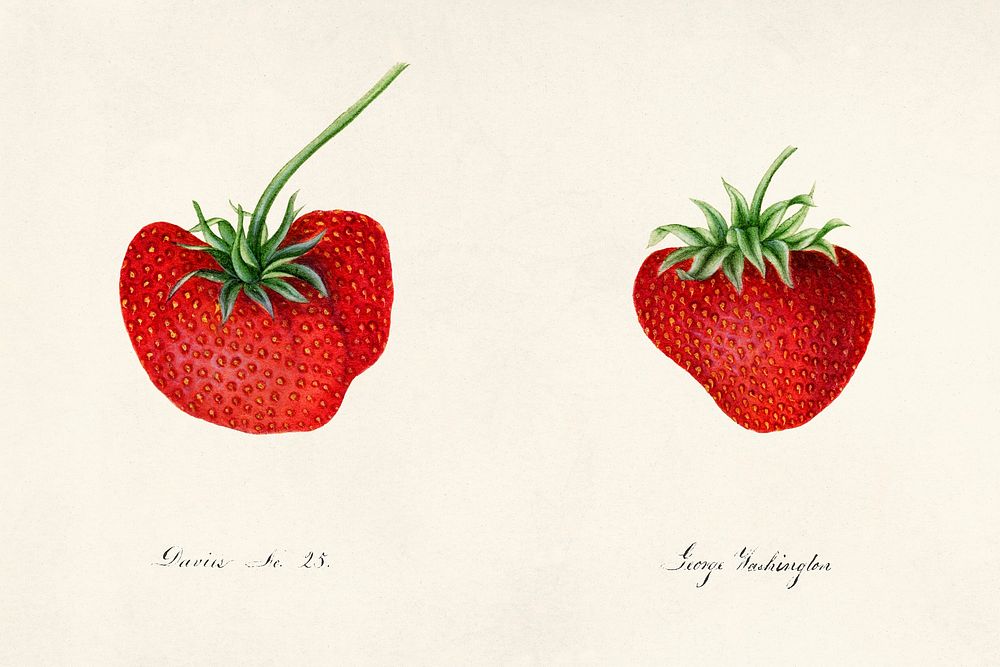 Strawberries (Fragaria) (1890) by William Henry Prestele. Original from U.S. Department of Agriculture Pomological…