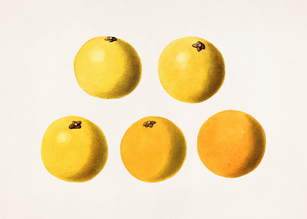 Grapefruits (Citrus Paradisi) (1923) by James Marion Shull. Original from U.S. Department of Agriculture Pomological…