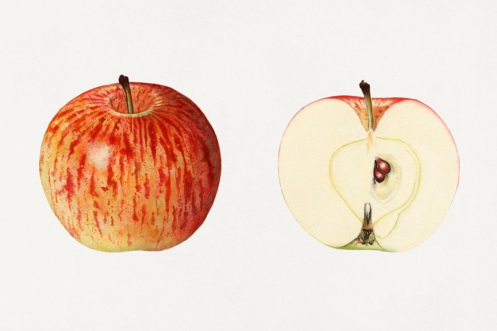 Vintage apples illustration mockup. Digitally enhanced illustration from U.S. Department of Agriculture Pomological…