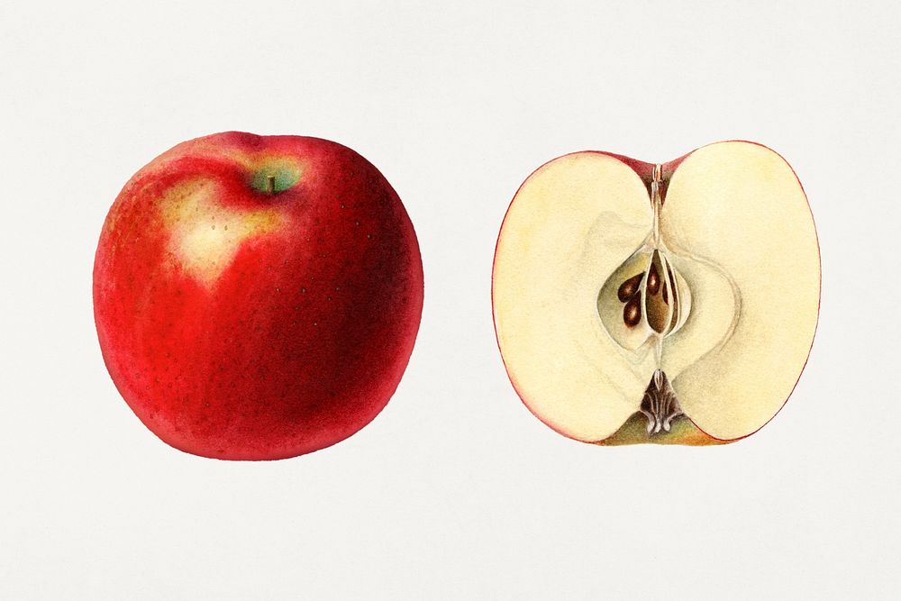 Apples vintage illustration template. Digitally enhanced illustration from U.S. Department of Agriculture Pomological…