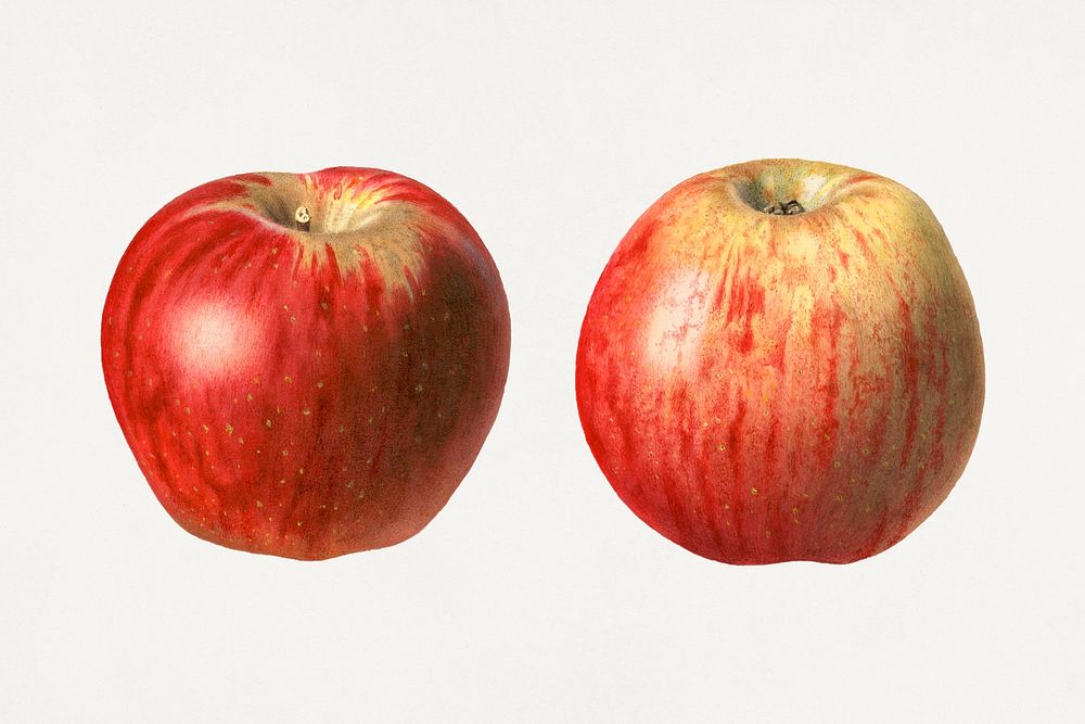 Vintage red apples illustration mockup. Digitally enhanced illustration from U.S. Department of Agriculture Pomological…