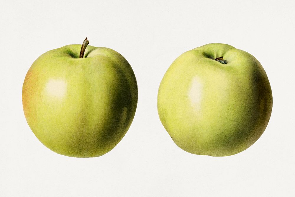 Vintage green apples illustration mockup. Digitally enhanced illustration from U.S. Department of Agriculture Pomological…