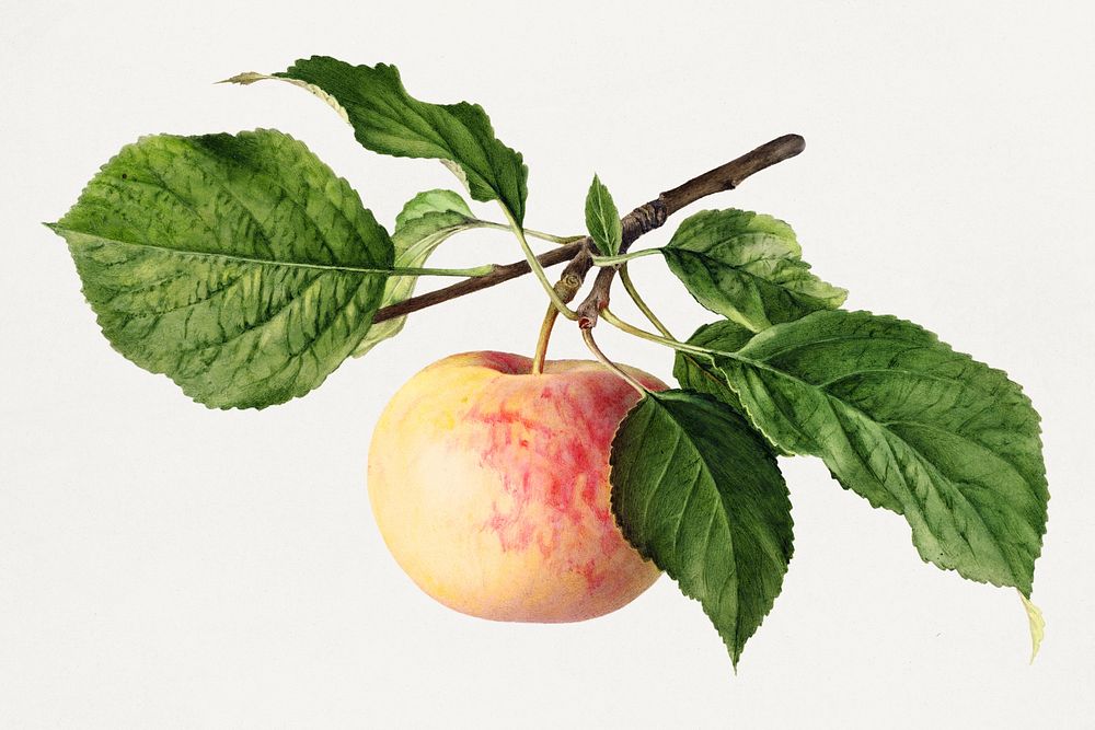 Vintage apple on a twig illustration. Digitally enhanced illustration from U.S. Department of Agriculture Pomological…