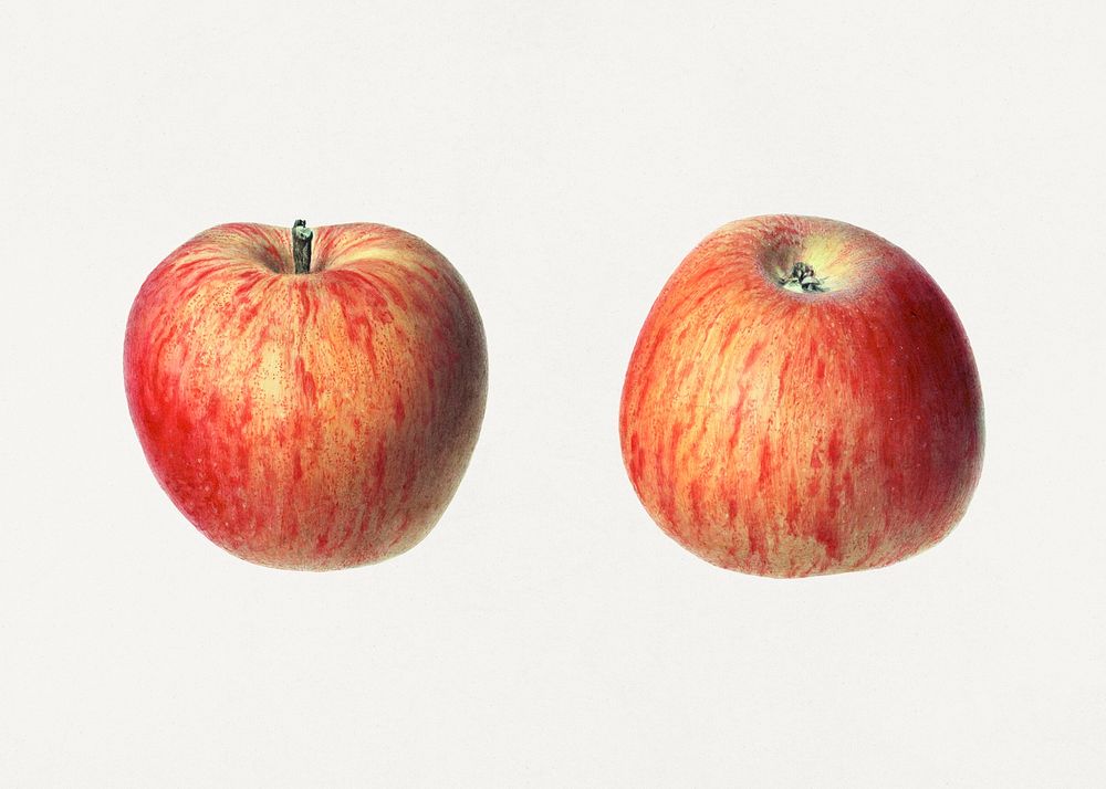 Vintage red apples illustration mockup. Digitally enhanced illustration from U.S. Department of Agriculture Pomological…