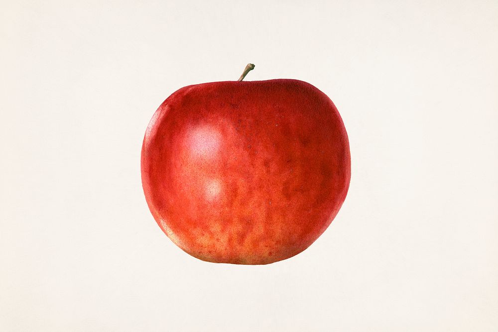 Apple (Malus Domestica) (1933) by anonymous. Original from U.S. Department of Agriculture Pomological Watercolor Collection.…