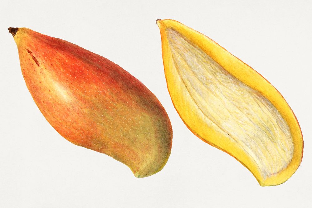 Vintage mangoes illustration mockup. Digitally enhanced illustration from U.S. Department of Agriculture Pomological…