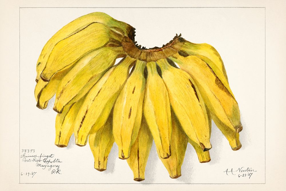 Bananas (Musa) (1907) by Amada Almira Newton. Original from U.S. Department of Agriculture Pomological Watercolor…