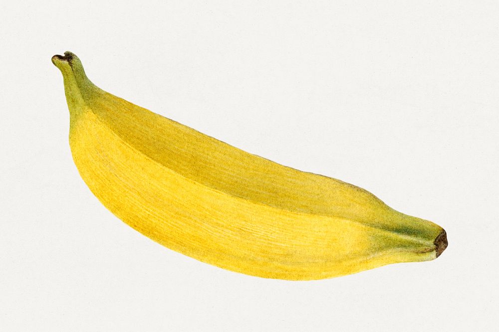 Vintage banana illustration. Digitally enhanced illustration from U.S. Department of Agriculture Pomological Watercolor…