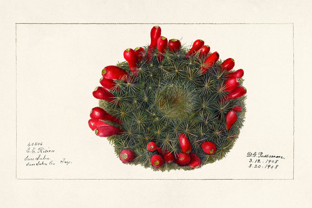 Prickly Pear (Opuntia)(1908) by Deborah Griscom Passmore. Original from U.S. Department of Agriculture Pomological…