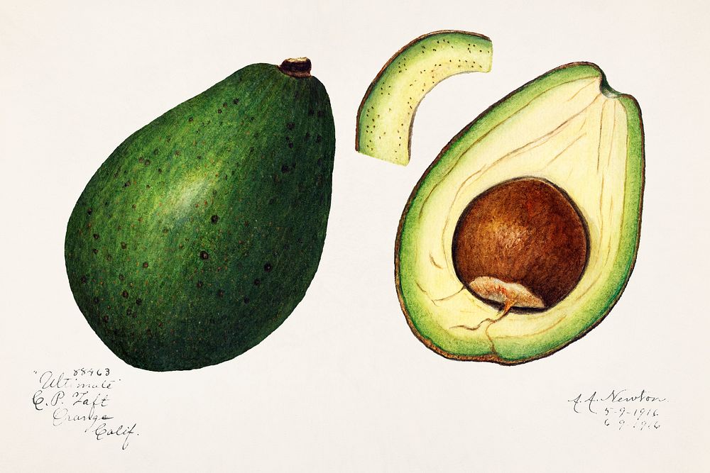 Avocado (Persea) (1916) by Amanda Almira Newton. Original from U.S. Department of Agriculture Pomological Watercolor…