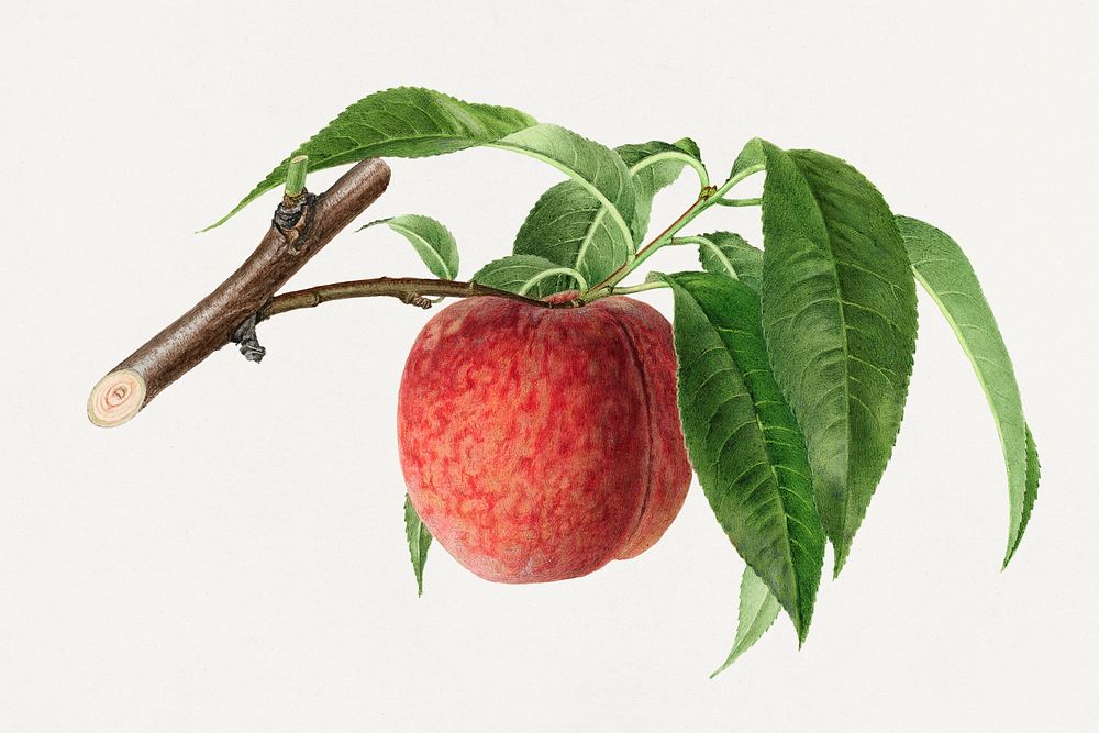 Delicious peach in a branch illustration. Digitally enhanced illustration from U.S. Department of Agriculture Pomological…