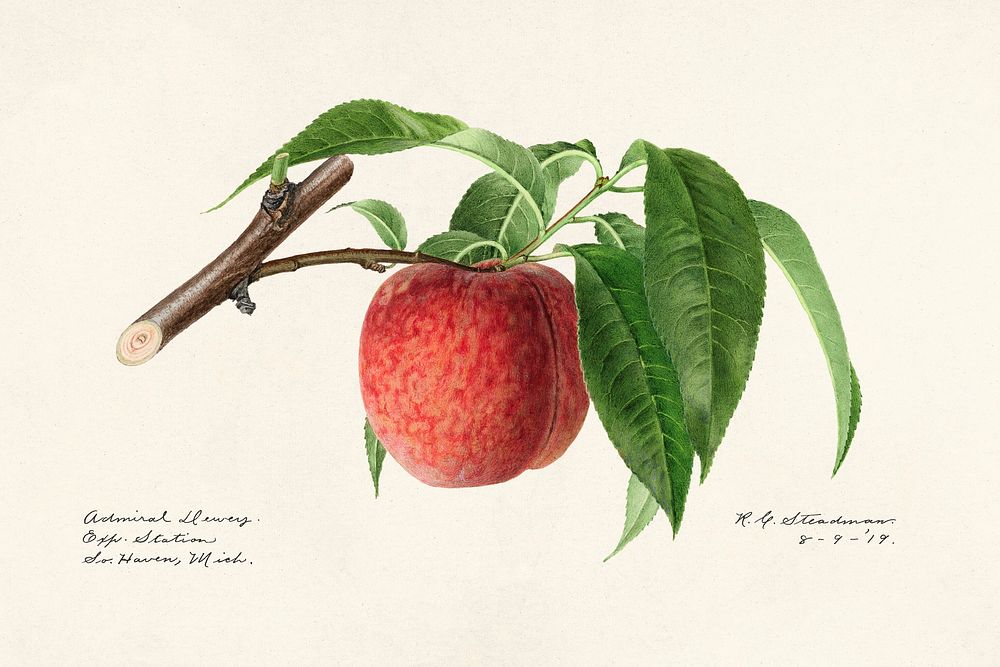 Peach twig (Prunus Persica) (1919) byRoyal Charles Steadman. Original from U.S. Department of Agriculture Pomological…