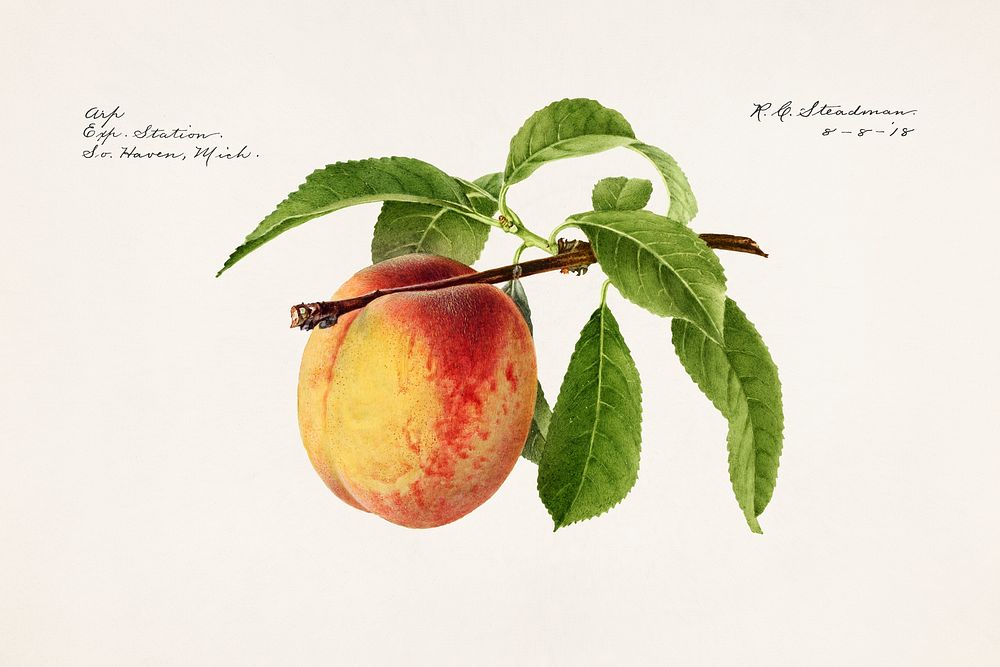 Peach twig (Prunus Persica) (1918) by Royal Charles Steadman. Original from U.S. Department of Agriculture Pomological…
