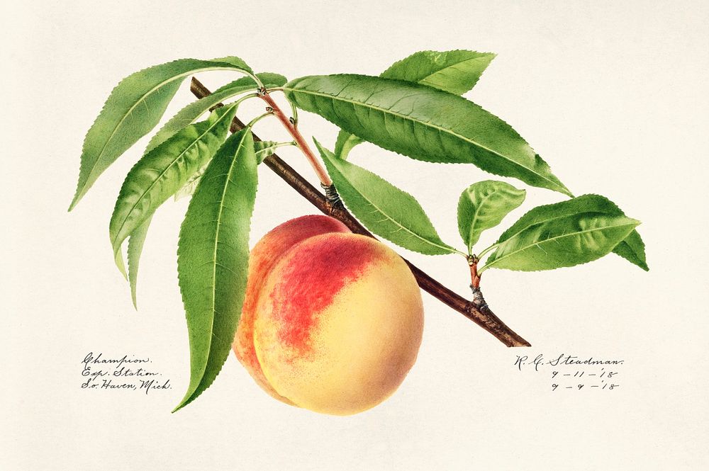 Vintage peach bough illustration mockup. Digitally enhanced illustration from U.S. Department of Agriculture Pomological…