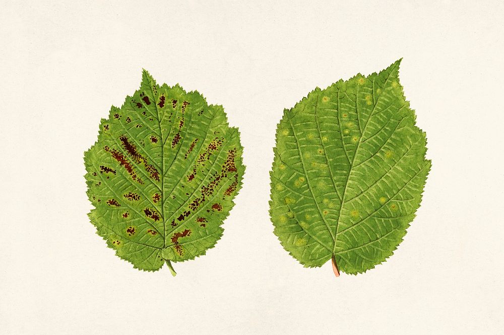 Hazelnut leaves (Corylus) (1924) byJames Marion Shull. Original from U.S. Department of Agriculture Pomological Watercolor…