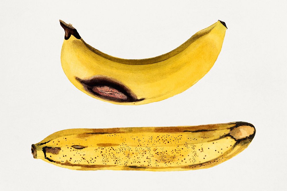 Vintage bananas illustration template. Digitally enhanced illustration from U.S. Department of Agriculture Pomological…