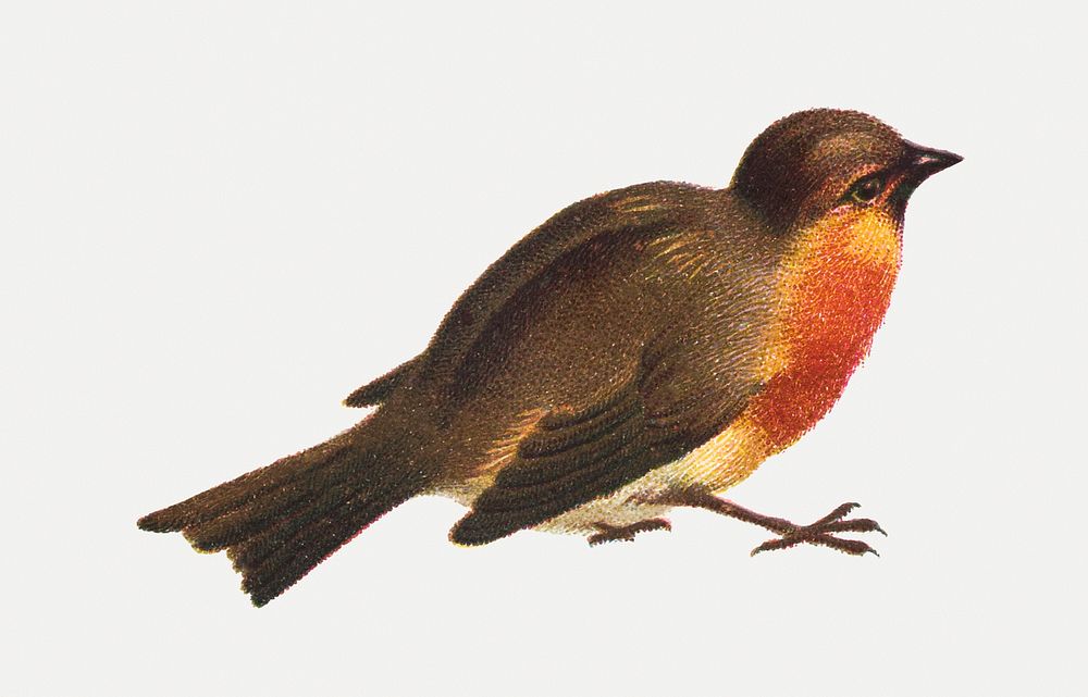 Cute little brown bird illustration