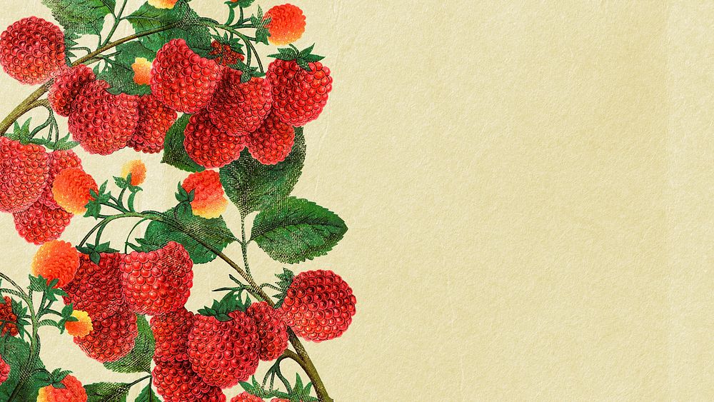Raspberry desktop wallpaper, presentation background with aesthetic botanical illustration