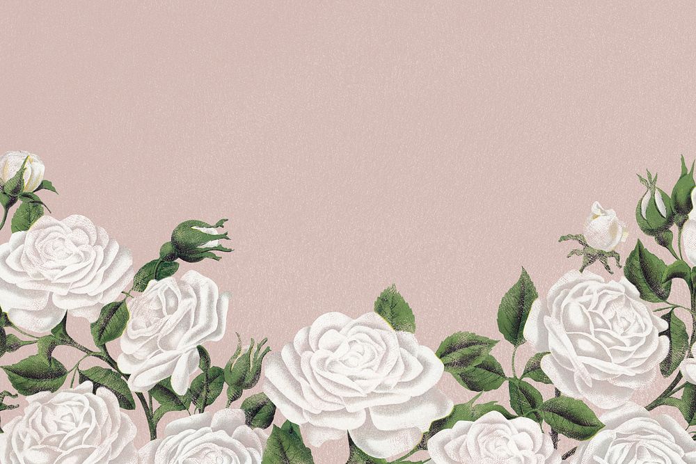 White rose border, feminine floral background psd