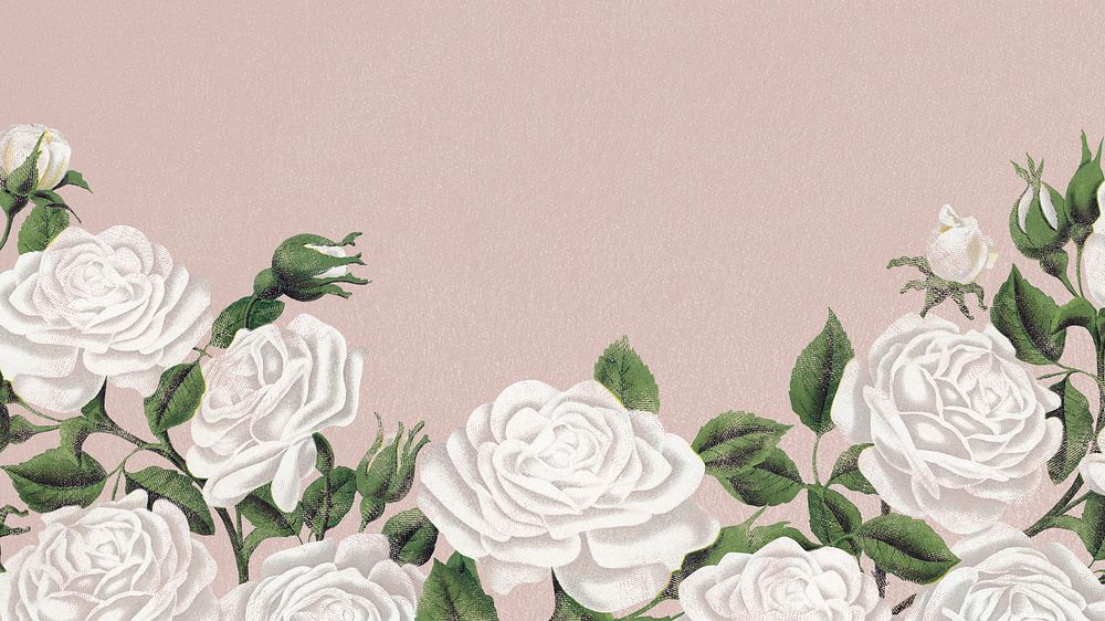 White rose desktop wallpaper, feminine floral background