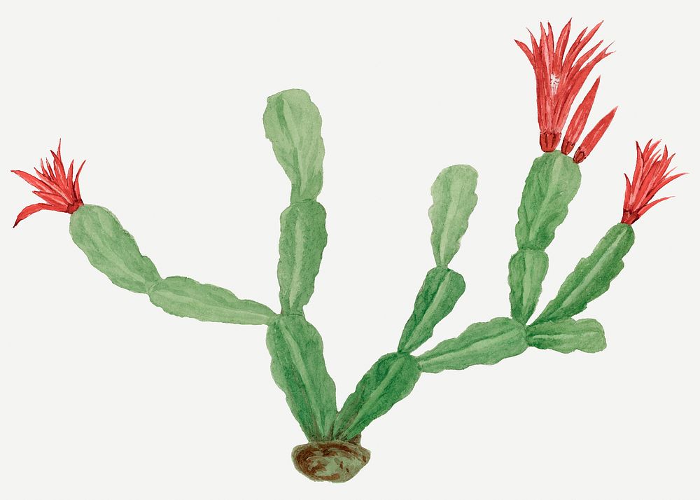 Christmas cactus drawing, vintage botanical illustration