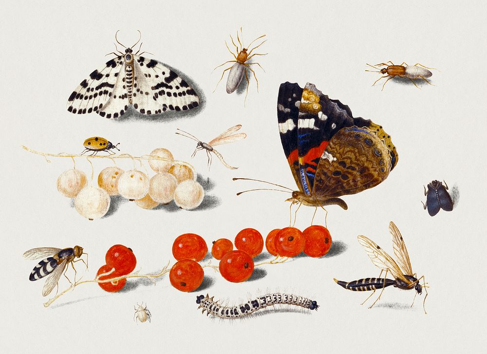 Bug psd with moth and insect on red currants illustration, remixed from artworks by Jan van Kessel