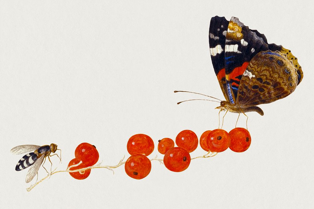 Moth and insect on red currants illustration, remixed from artworks by Jan van Kessel