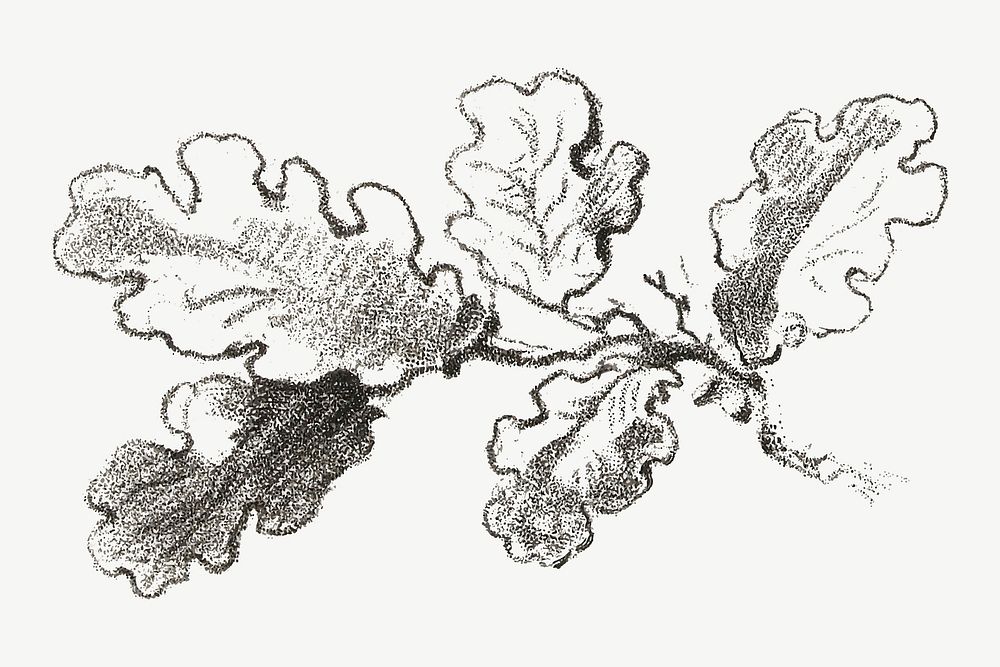 Vintage tree parts botanical illustration vector, remix from artworks by Gilles Demarteau