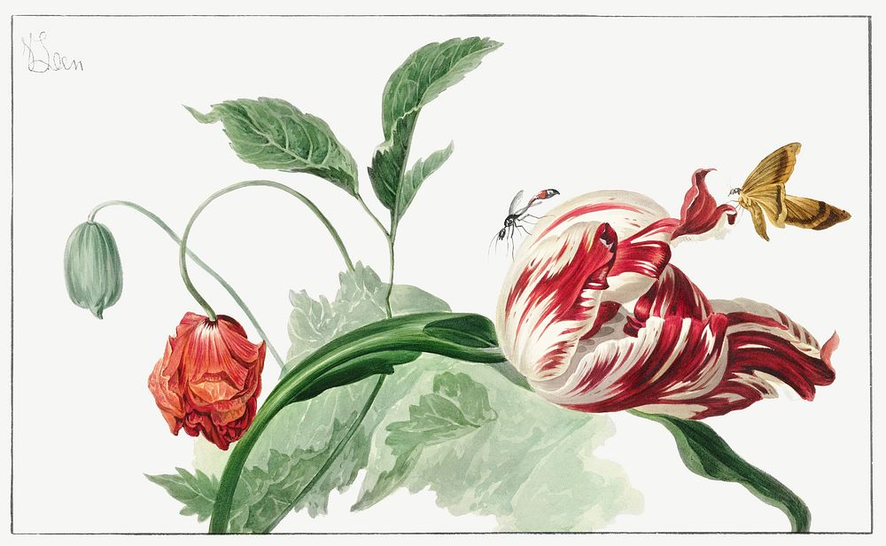 Tulip and a Poppy (ca. 1763&ndash;1825) in high resolution. Original from The Rijksmuseum. Digitally enhanced by rawpixel.