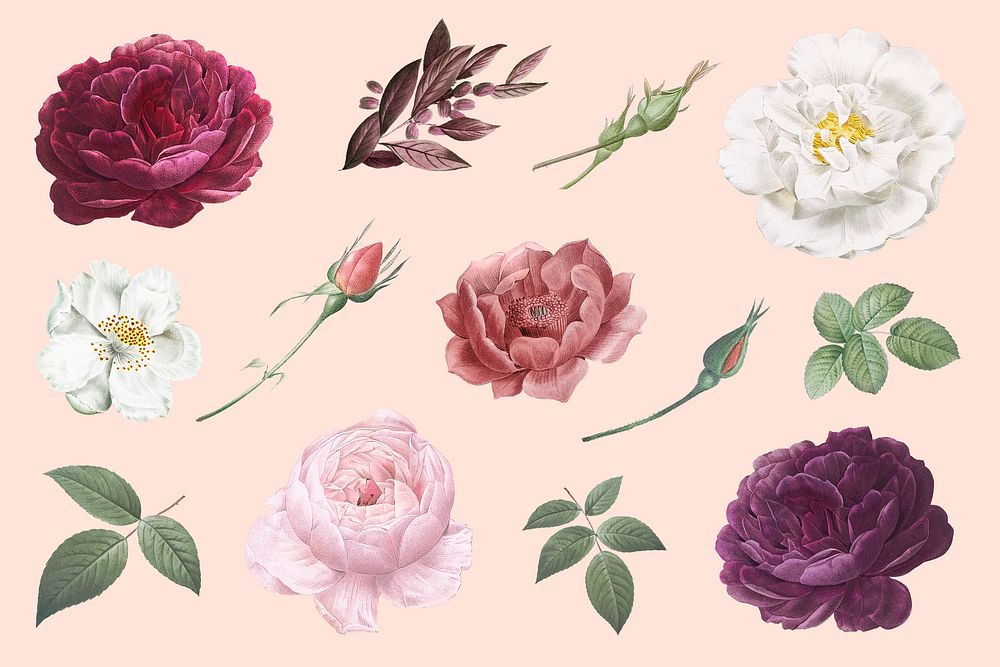 Beautiful hand drawn various roses collection