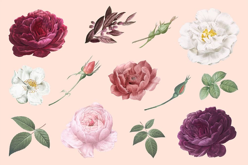 Beautiful hand drawn various roses collection vector