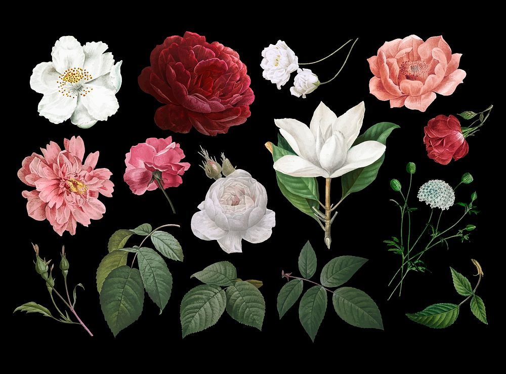Beautiful hand drawn various roses collection vector