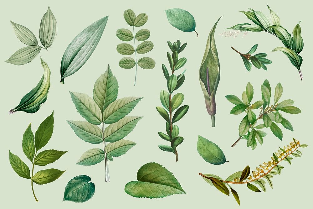 Vintage botanical leaves collection vector