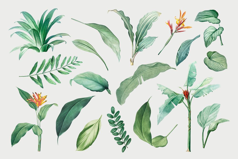 Hand drawn tropical plant parts set on a white background