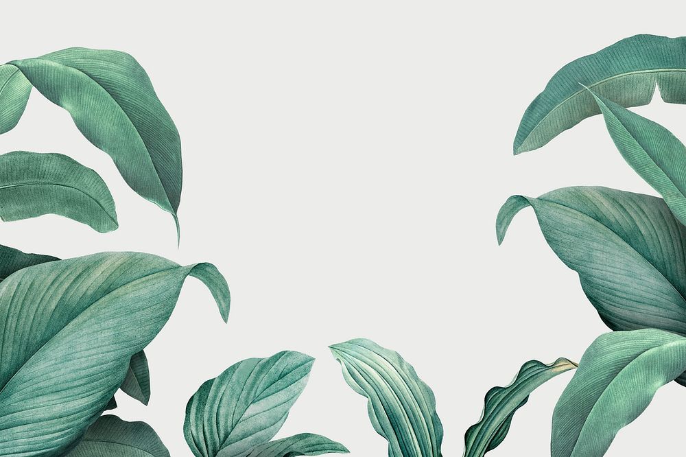 Hand drawn tropical leaves on a white background illustration