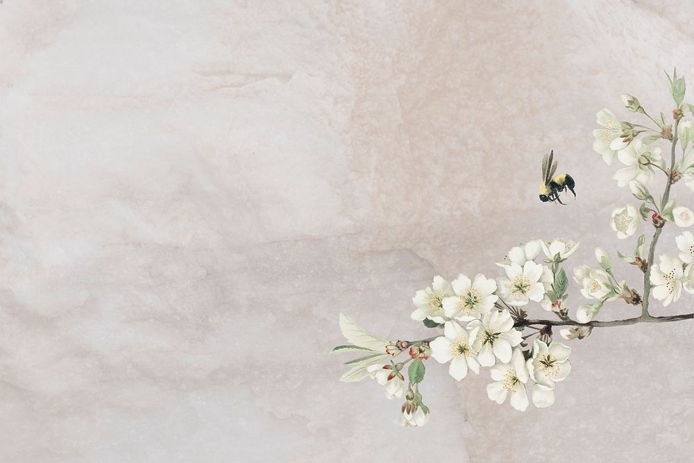 White azalea blossom flower branch bouquet border on cream marble background