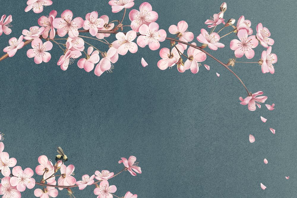 Pink cherry blossom flower branch bouquet border on blue background
