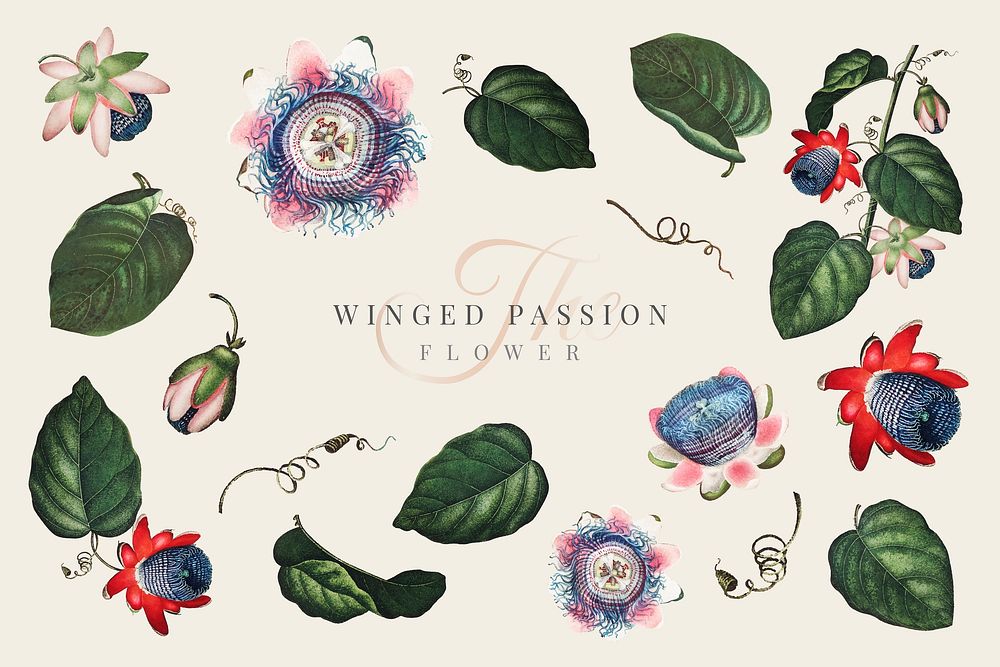 The winged passion flower collection vector