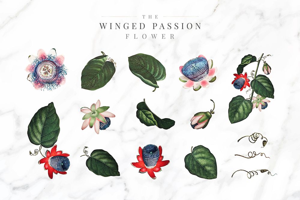 The winged passion flower collection vector