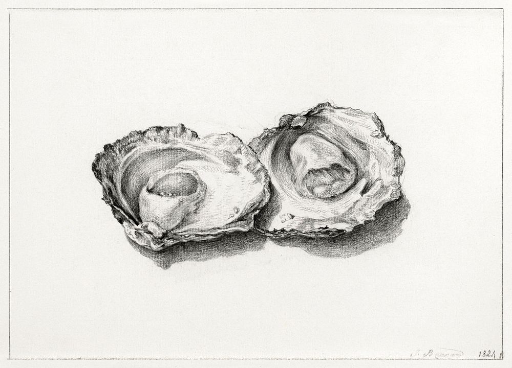 Two opened oysters (1824) drawing in high resolution by Jean Bernard. Original from the Rijksmuseum. Digitally enhanced by…