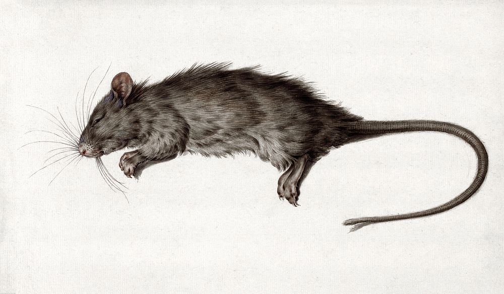 Dead rat (1795) drawing in high resolution by Jean Bernard. Original from the Rijksmuseum. Digitally enhanced by rawpixel.