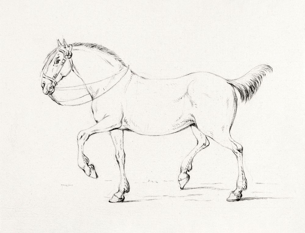 Stepping horse (1775&ndash;1833) drawing in high resolution by Jean Bernard. Original from the Rijksmuseum. Digitally…