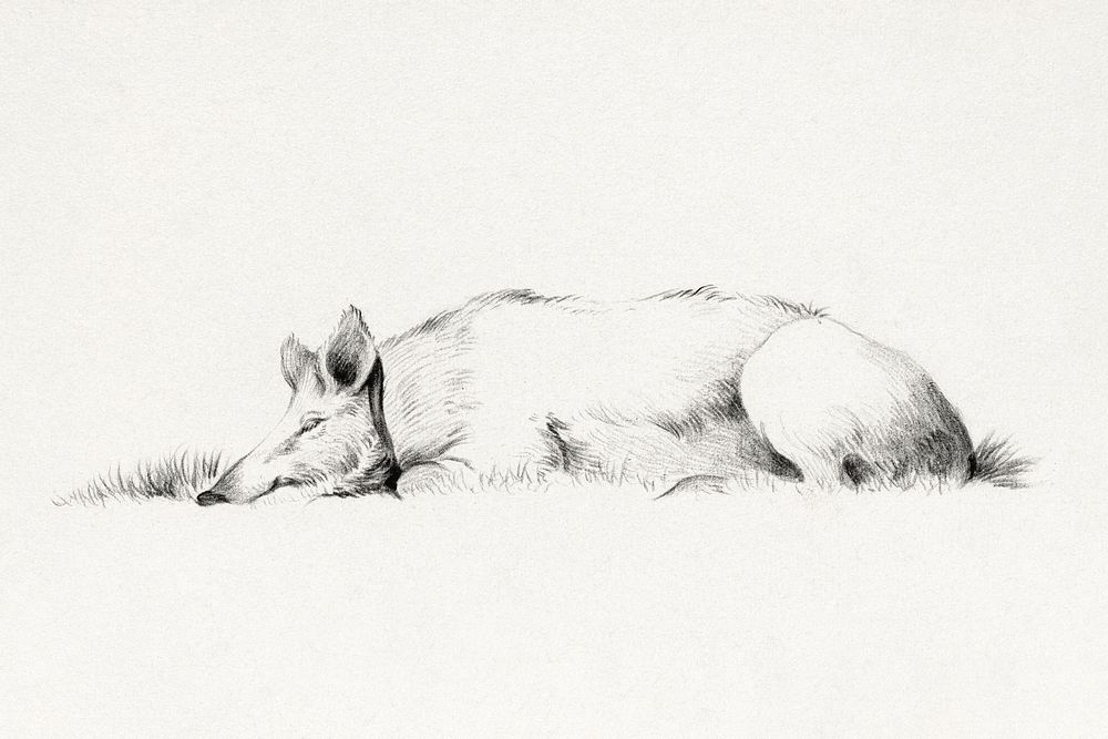 Lying pig (1775–1833) drawing in high resolution by Jean Bernard. Original from the Rijksmuseum. Digitally enhanced by…