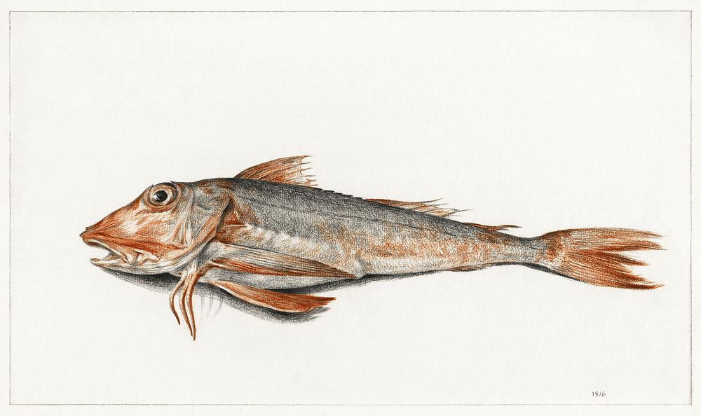 Fish (1816) drawing in high resolution by Jean Bernard. Original from the Rijksmuseum. Digitally enhanced by rawpixel.