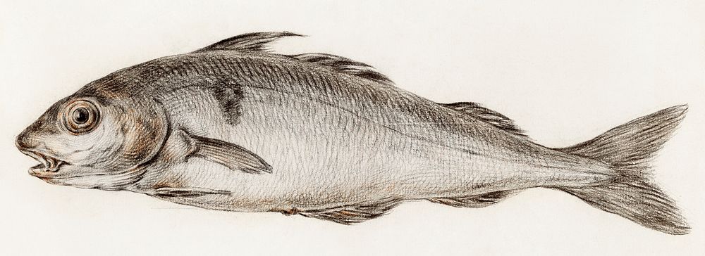 Fish (1775&ndash;1833) drawing in high resolution by Jean Bernard. Original from the Rijksmuseum. Digitally enhanced by…