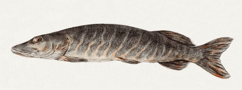 Pike-fish (1775–1833) drawing in high resolution by Jean Bernard. Original from the Rijksmuseum. Digitally enhanced by…